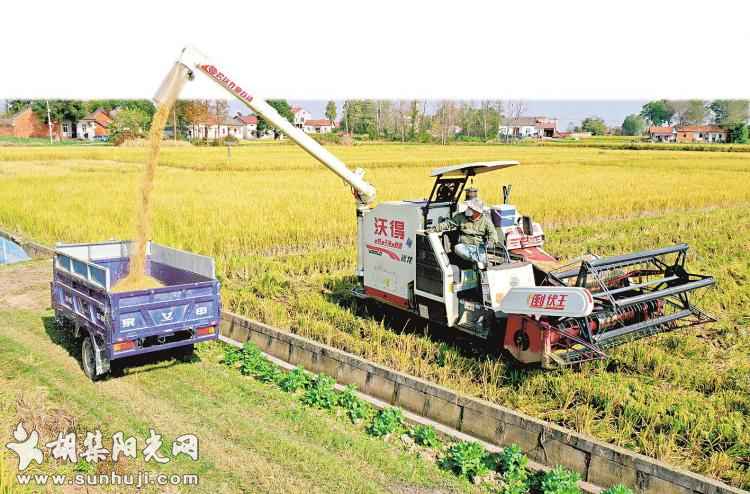 种一茬收两季6万亩再生稻助农增收