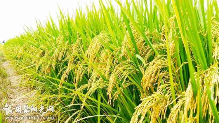 稻谷市场“金九银十”行情逐步开启，玉米价格突破2500元/吨指日可待？