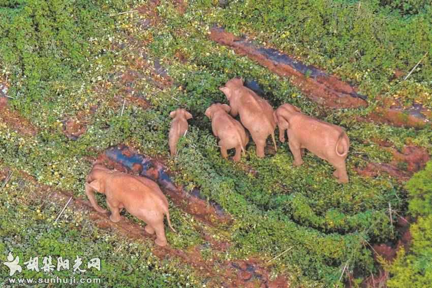 专家称热带雨林面积缩减，迫使亚洲象进入农业区觅食  大象出走为哪般 食物可能是关键 ...