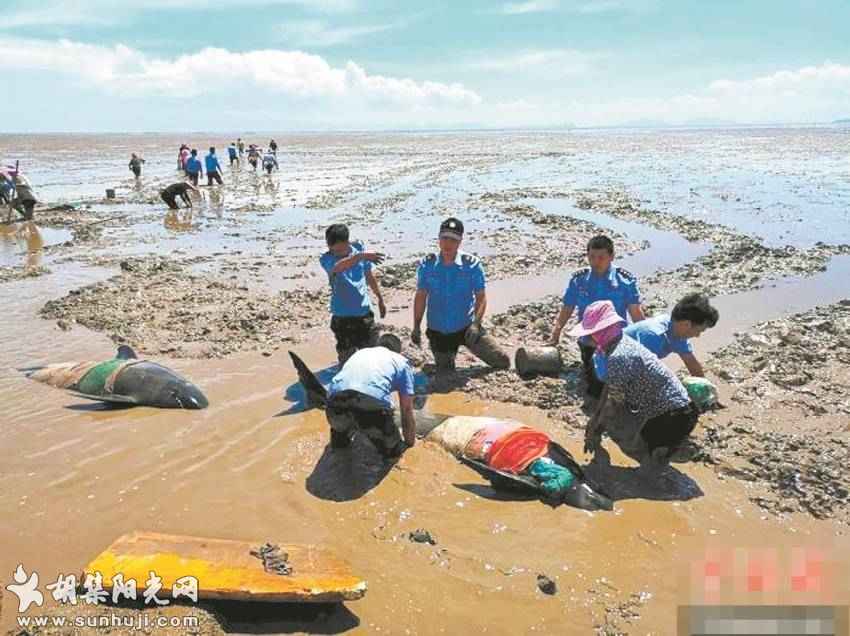 12头瓜头鲸搁浅台州海域滩涂 3头已无生命体征 当地多方积极救援