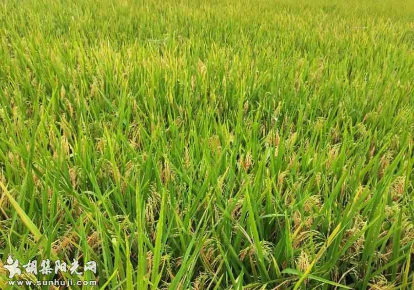 2021年水稻生产总结：病虫害防治难度加大，虽然产量普遍...